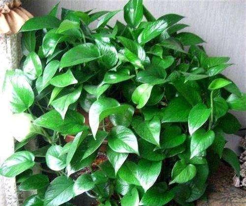 绿萝属于什么植物类型？绿萝的分类和特性是什么？