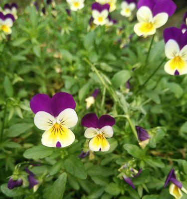 蝴蝶花的花语是什么？蝴蝶花代表了哪些情感？