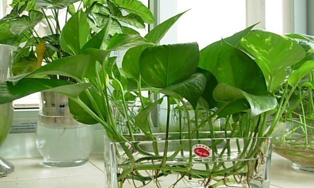 绿萝水培与土培哪种更适合？优缺点对比分析？