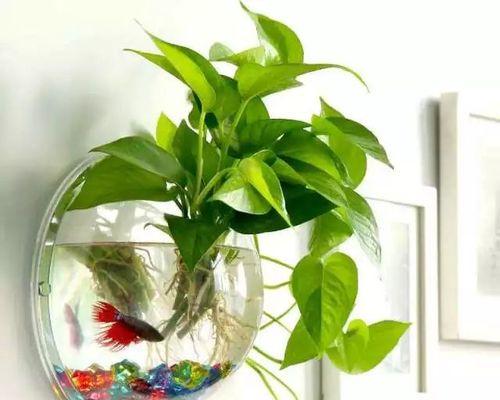 绿萝水培与土培哪种更适合？优缺点对比分析？
