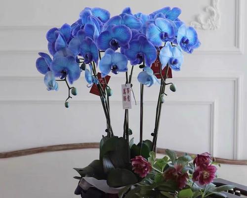 蝴蝶兰代表什么寓意？如何挑选寓意吉祥的蝴蝶兰？