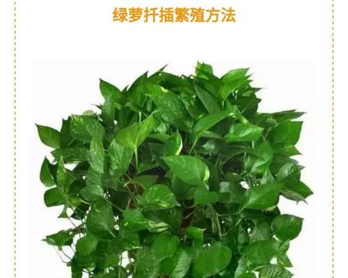 绿萝太密了怎么办？如何修剪和管理密集的绿萝？