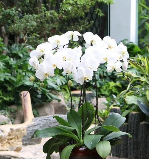 蝴蝶兰的花语是什么？蝴蝶兰寓意有哪些常见问题解答？