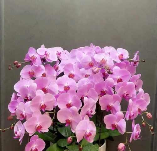 蝴蝶兰的花语是什么？蝴蝶兰寓意有哪些常见问题解答？