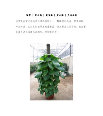 绿萝炭疽病是怎么引起的？有效治疗方法有哪些？