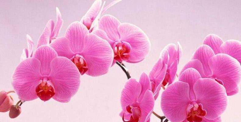 蝴蝶兰的花语是什么？如何挑选寓意吉祥的蝴蝶兰？