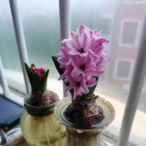 绿萝土适合种植多肉植物吗？如何正确使用绿萝土种植多肉？