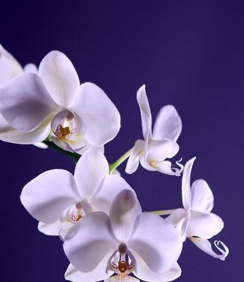 蝴蝶兰的寓意是什么？如何正确解读蝴蝶兰的花语？