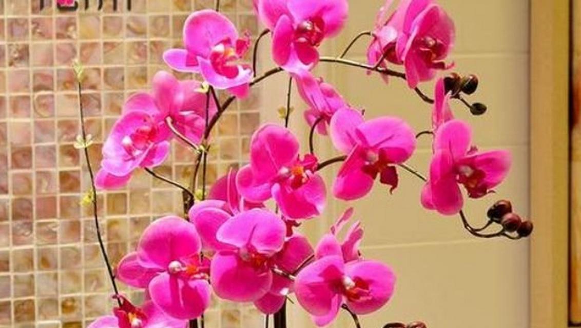 蝴蝶兰的寓意是什么？如何正确解读蝴蝶兰的花语？