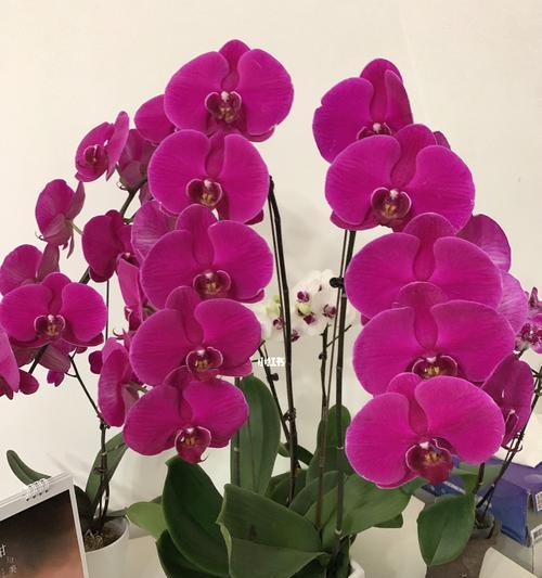 蝴蝶兰的代表意思是什么？如何正确解读蝴蝶兰的花语？