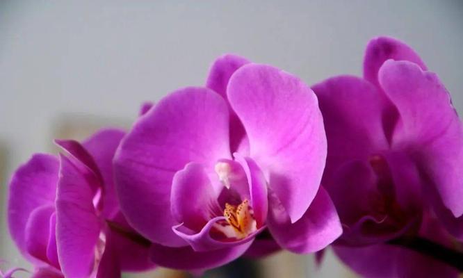 蝴蝶兰花语代表着什么意思？如何正确解读蝴蝶兰的花语含义？