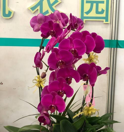 蝴蝶兰花语和寓意是什么？如何正确解读蝴蝶兰的含义？