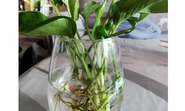 绿萝喜肥吗？喜欢施什么肥料？