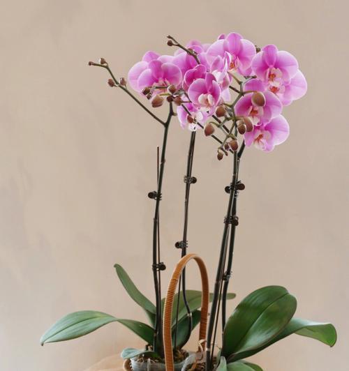 蝴蝶兰花语是什么？如何正确解读蝴蝶兰的花语含义？