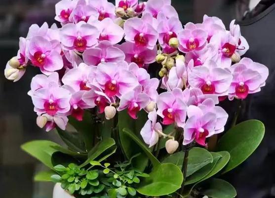 蝴蝶兰花语寓意是什么？如何用蝴蝶兰表达情感？