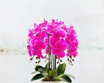 蝴蝶兰的寓意是什么？如何正确理解蝴蝶兰的象征意义？