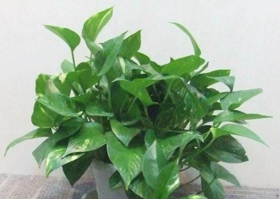 绿萝喜水吗？作为喜水植物的绿萝养护要点是什么？