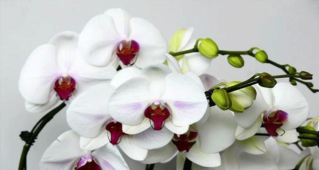 蝴蝶兰寓意是什么？花语大全有哪些？