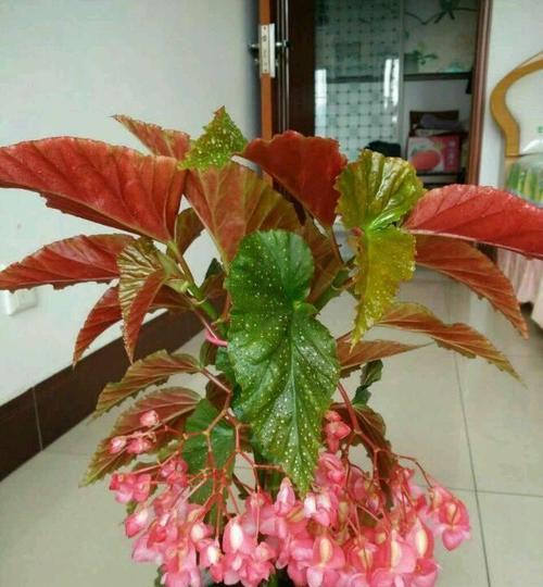 绿萝喜阴还是喜阳光？如何正确养护绿萝？