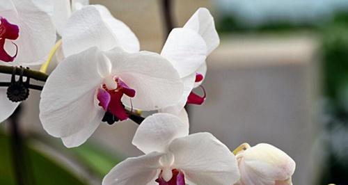 蝴蝶兰寓意是什么？花语大全有哪些？