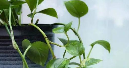 绿萝夏天多久浇一次水？夏季绿萝浇水技巧解析？