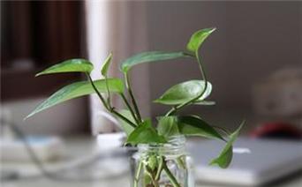 绿萝夏天多久浇一次水？夏季绿萝浇水技巧解析？