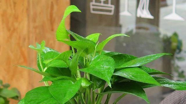 绿萝夏天换盆可行吗？最佳换盆季节是什么时候？