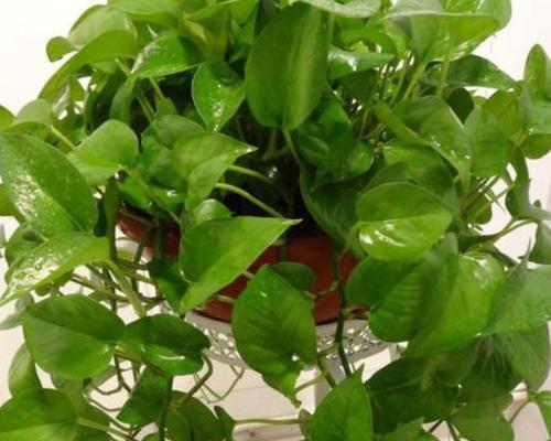 绿萝夏天换盆可行吗？最佳换盆季节是什么时候？