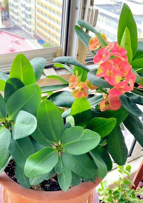 虎刺梅花象征着什么？虎刺梅花的寓意有哪些常见问题？