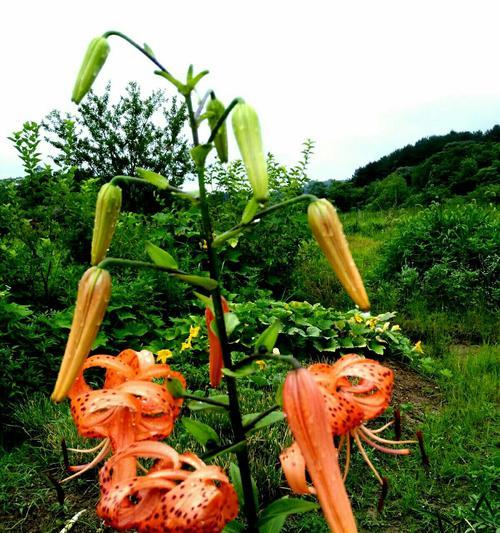虎皮百合花语有哪些含义？