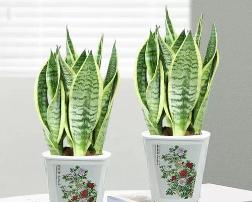 虎皮兰的花语和寓意是什么？如何养护才能开花？