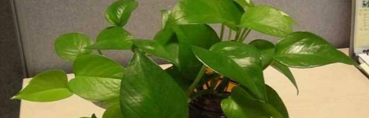 绿萝需要多久浇一次水？如何正确浇水保持健康生长？