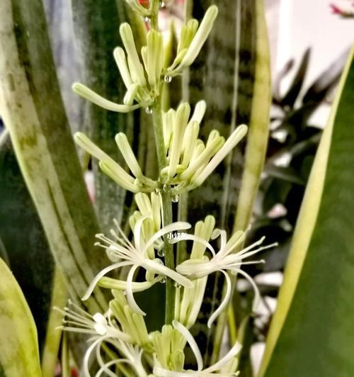 虎皮兰开花代表什么？如何正确解读其花语含义？