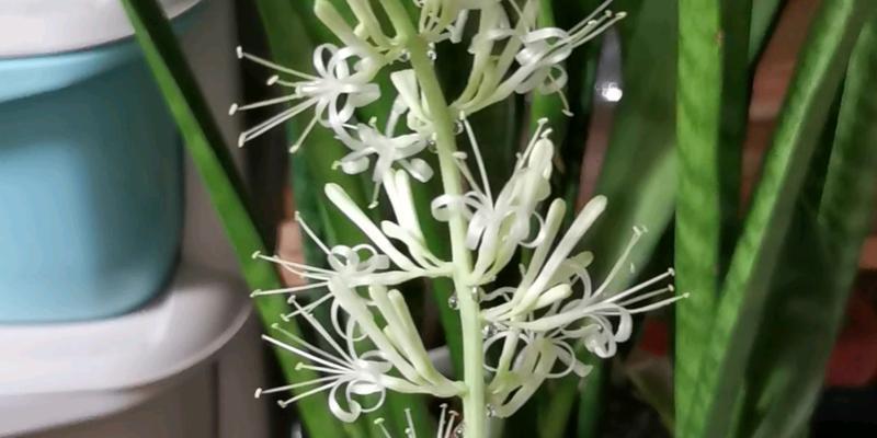 虎皮兰开花代表什么？如何正确解读其花语含义？