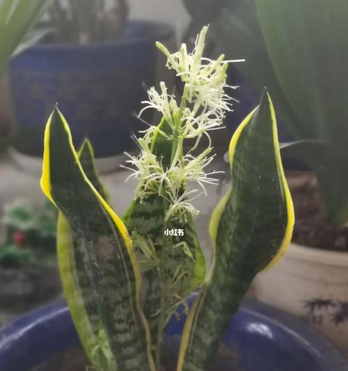 虎皮兰开花代表什么？如何正确解读其花语含义？