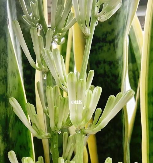 虎皮兰开花有什么寓意？虎皮兰开花的含义是什么？