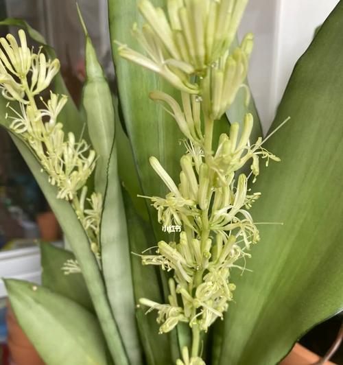 虎皮兰开花有什么寓意？虎皮兰开花的含义是什么？