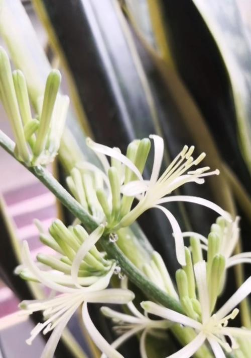 虎尾兰开花有什么寓意？虎尾兰的花语是什么？