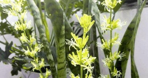 虎尾兰开花有什么寓意？虎尾兰的花语是什么？