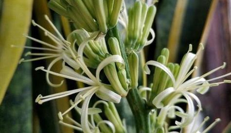 虎尾兰开花有什么寓意？虎尾兰的花语是什么？