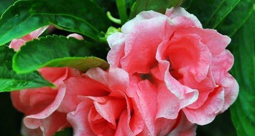 花卉分类意义及方法是什么？如何正确进行花卉分类？