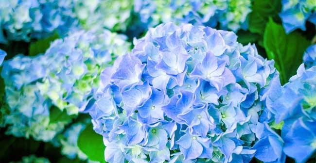 花卉分类意义及方法是什么？如何正确进行花卉分类？