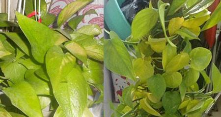 绿萝叶子卷边了怎么办？找出原因并解决！