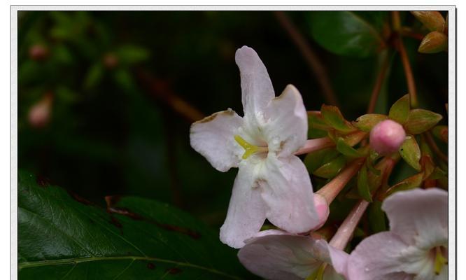 花叶丁香的花语有哪些含义？