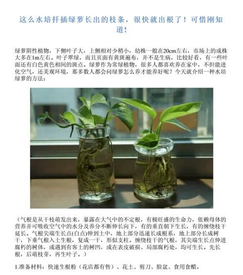 绿萝叶子蔫了怎么办？打蔫原因及补救方法是什么？
