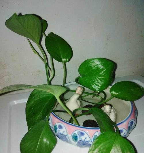 绿萝移盆后需要浇水吗？移盆后浇水的正确时机是什么？
