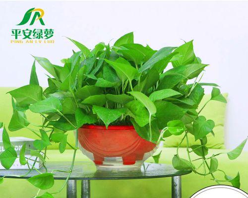 绿萝用大盆还是小盆？如何选择合适的花盆大小？