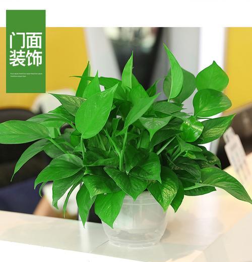 绿萝用大盆还是小盆？如何选择合适的花盆大小？