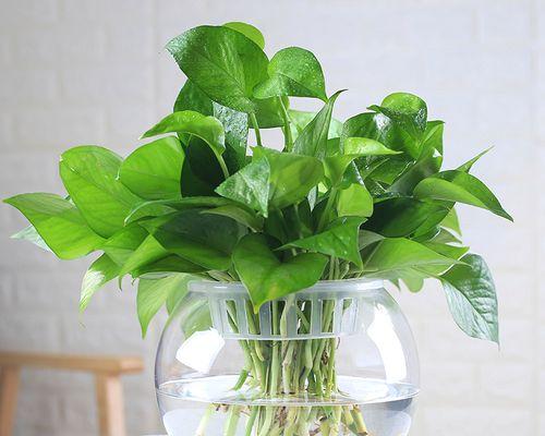 绿萝用什么花盆好看？如何选择合适的花盆来美化绿萝？