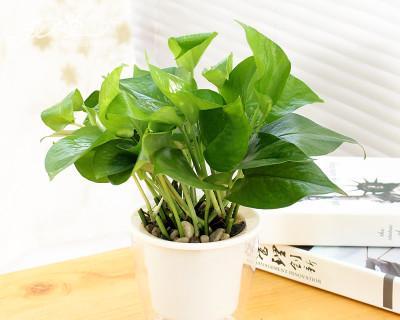 绿萝适合哪种盆栽？如何选择最佳盆栽环境？